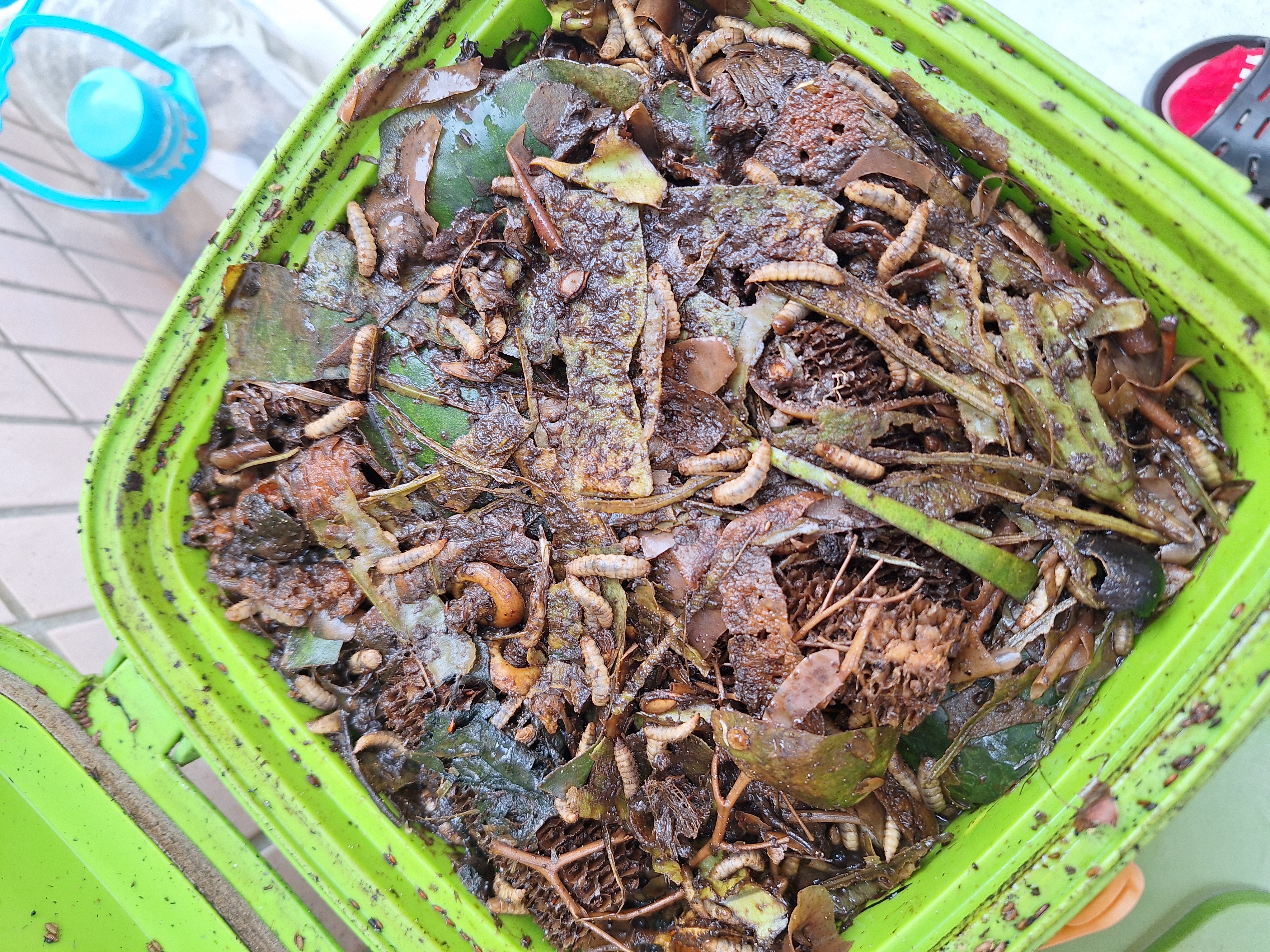 堆肥:一個小小的堆肥筒,配合黑水虻小幫工處理家居廚餘,造物主就是如此巧妙。