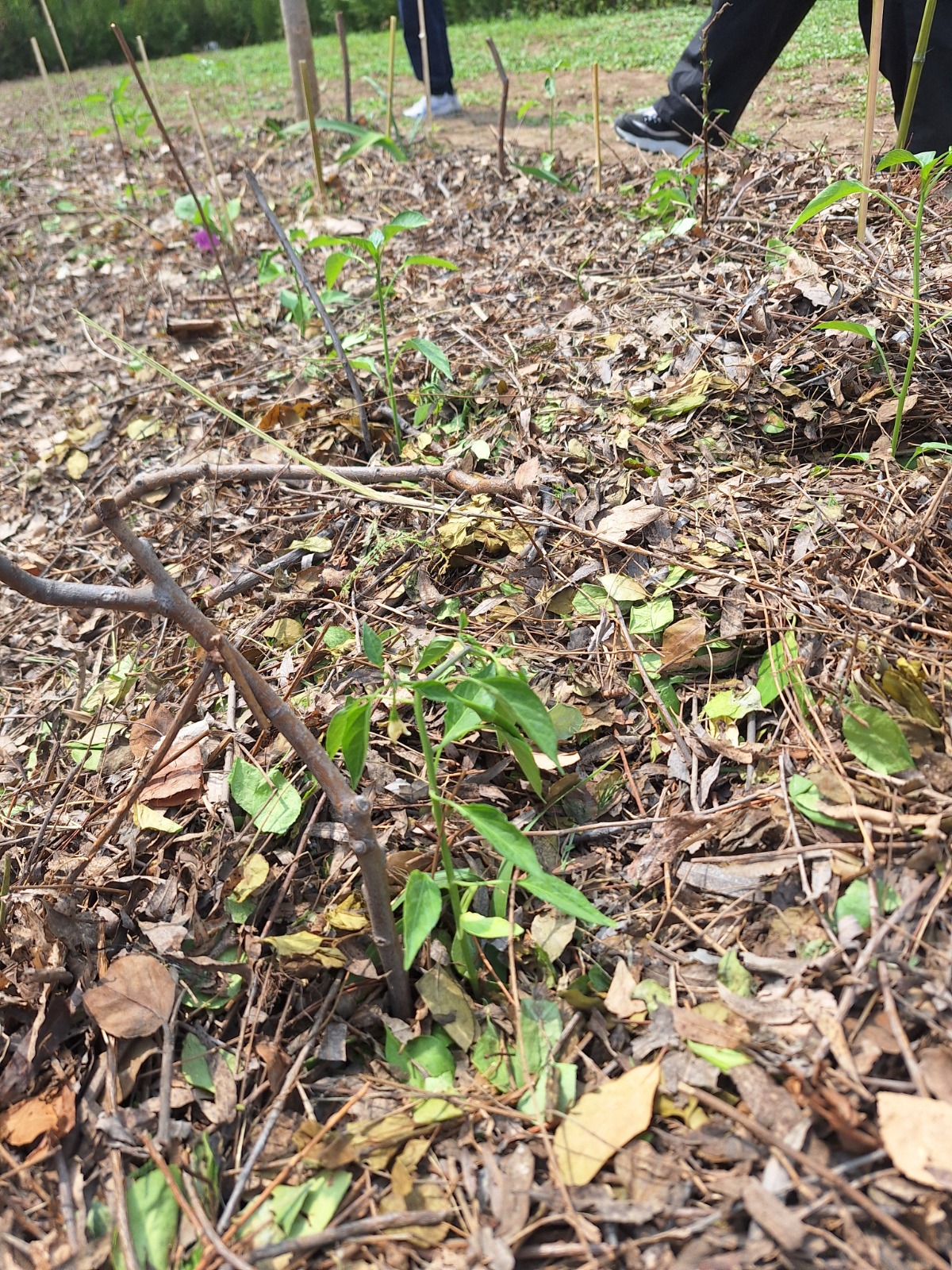 流程：天真園媽媽食物森林集合啟航