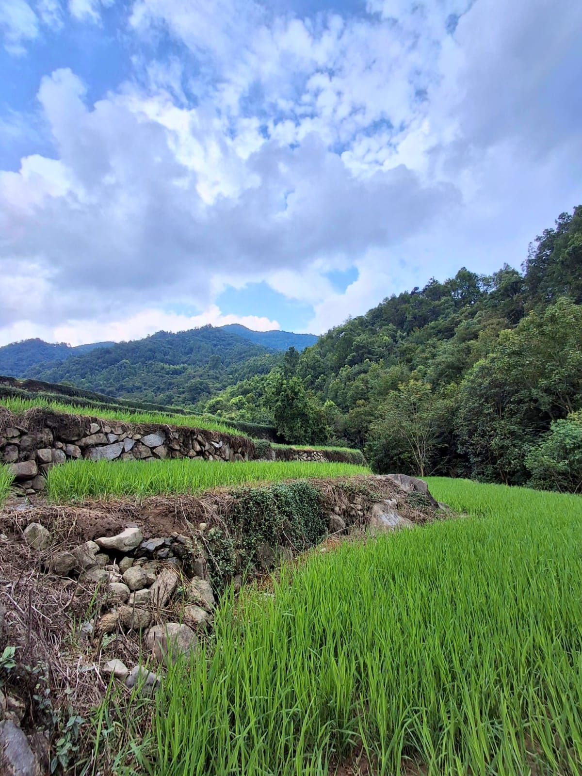 雨後的千層梯田