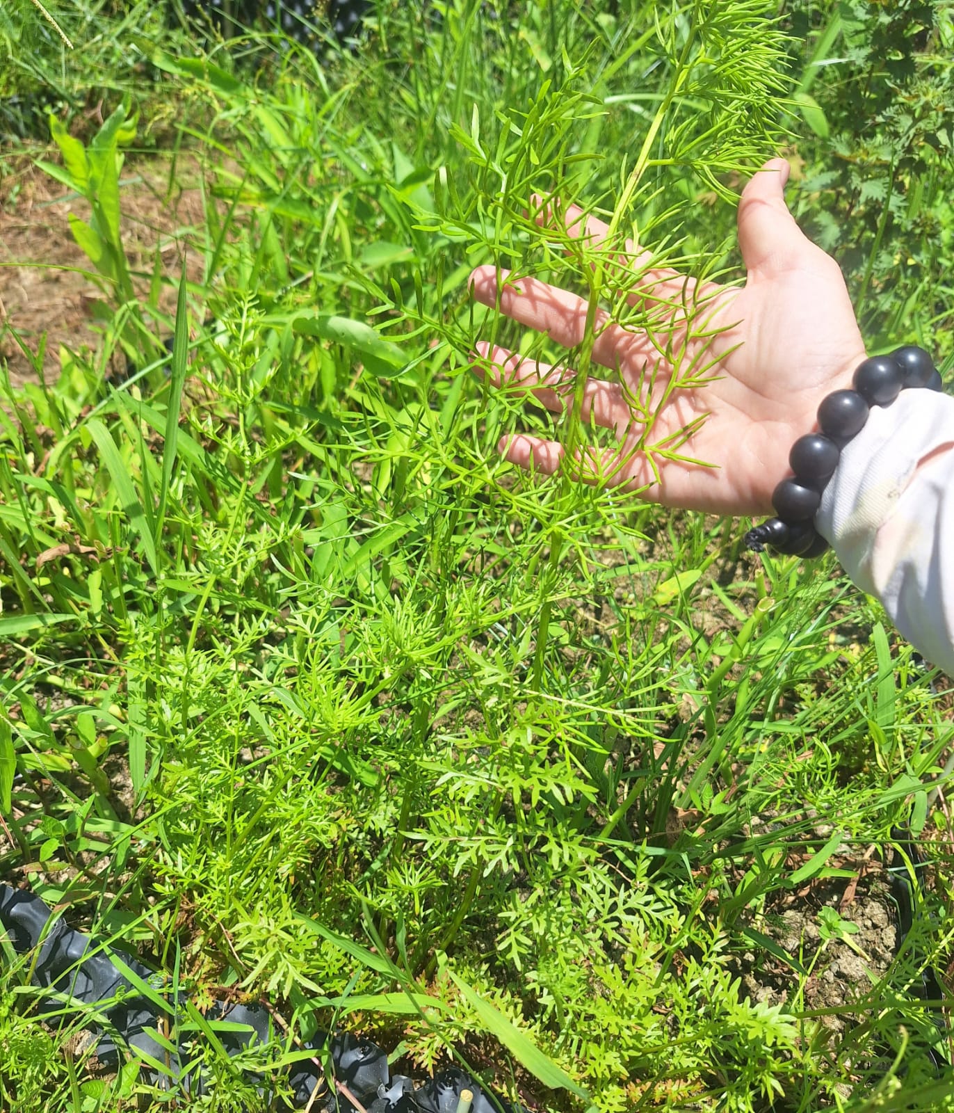 甚麼是自然農法？由「不翻土」開始
