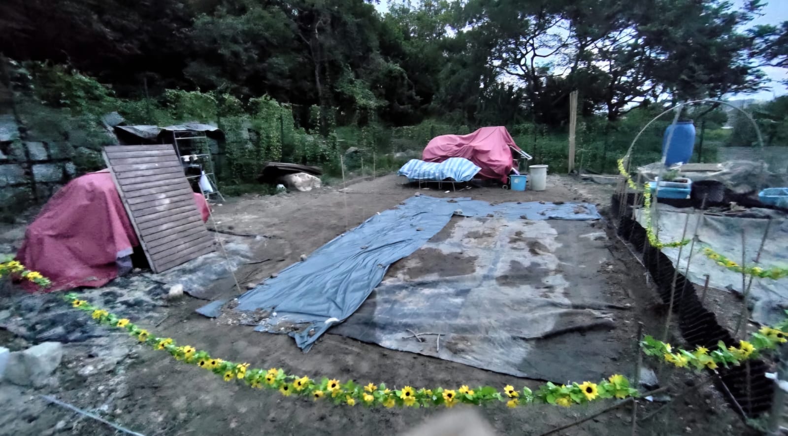 土